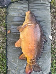 Leather Carp
