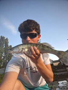 Zander