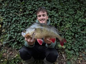 European Perch