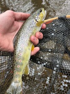 Brown Trout