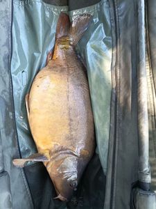 Mirror Carp