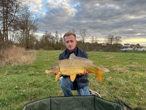 Common Carp
