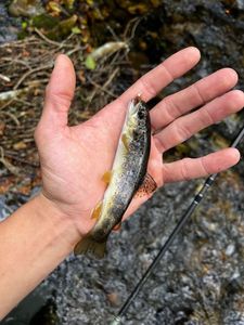 Brown Trout