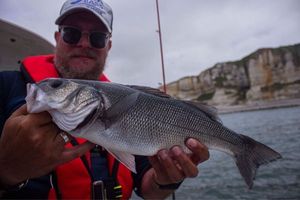 European Bass (Seabass)
