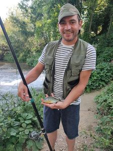 Brown Trout