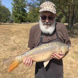Mirror Carp