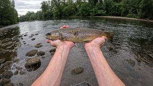 Brown Trout
