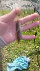 Round Goby