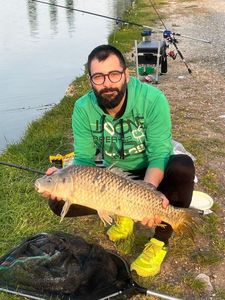 Common Carp
