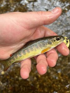 Brown Trout