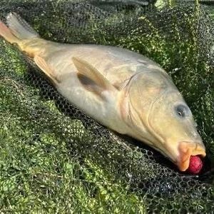 Leather Carp