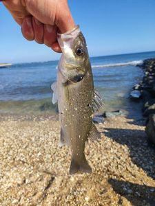 European Bass (Seabass)