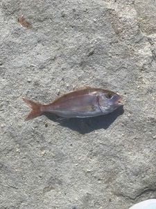 Common Pandora