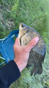 Crucian Carp
