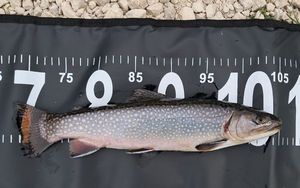 Brook Trout
