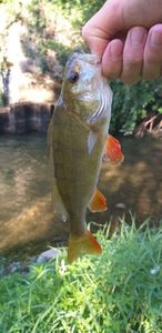 European Perch