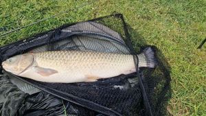 Grass Carp