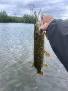 Northern Pike