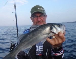 European Bass (Seabass)