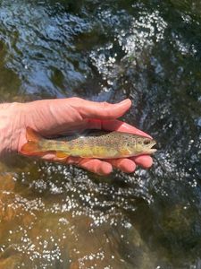 Brown Trout