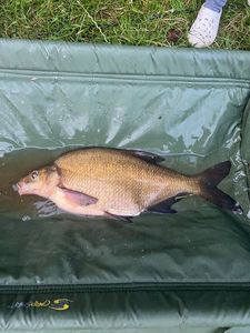 Common Bream