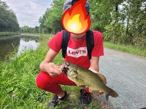 Largemouth Bass