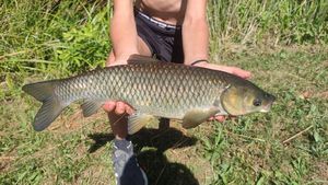Grass Carp