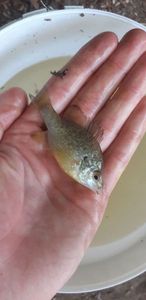 Green Sunfish
