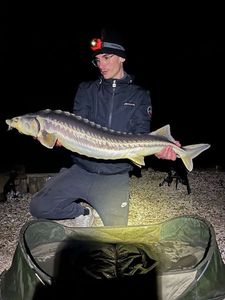 Sturgeon