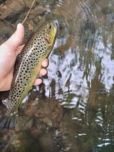 Brown Trout