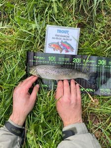 Brown Trout