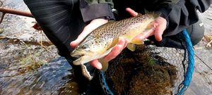 Brown Trout