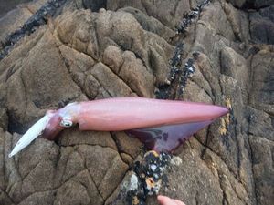 European Squid