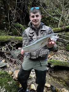 Rainbow Trout