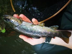 Brown Trout