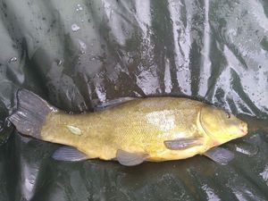 Tench