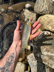 Brown Trout