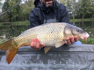 Common Carp