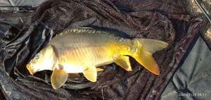 Mirror Carp
