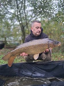 Common Carp
