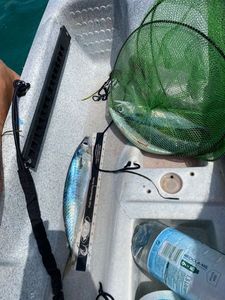 Mackerel