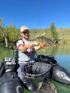 Yellow Perch