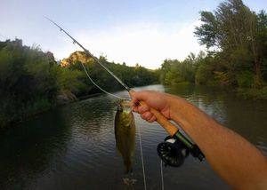 Largemouth Bass