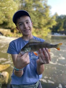 Yellow Perch