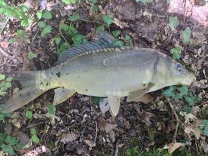 Leather Carp