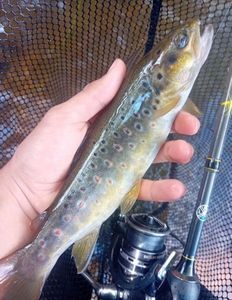 Brown Trout