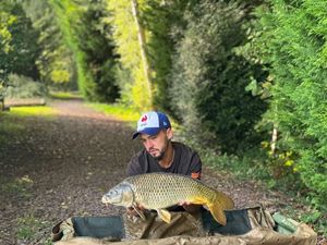 Common Carp