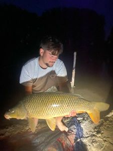 Common Carp