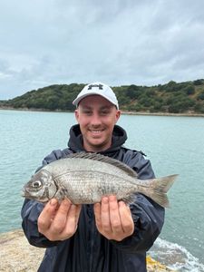 Black Seabream