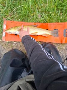 Barbel